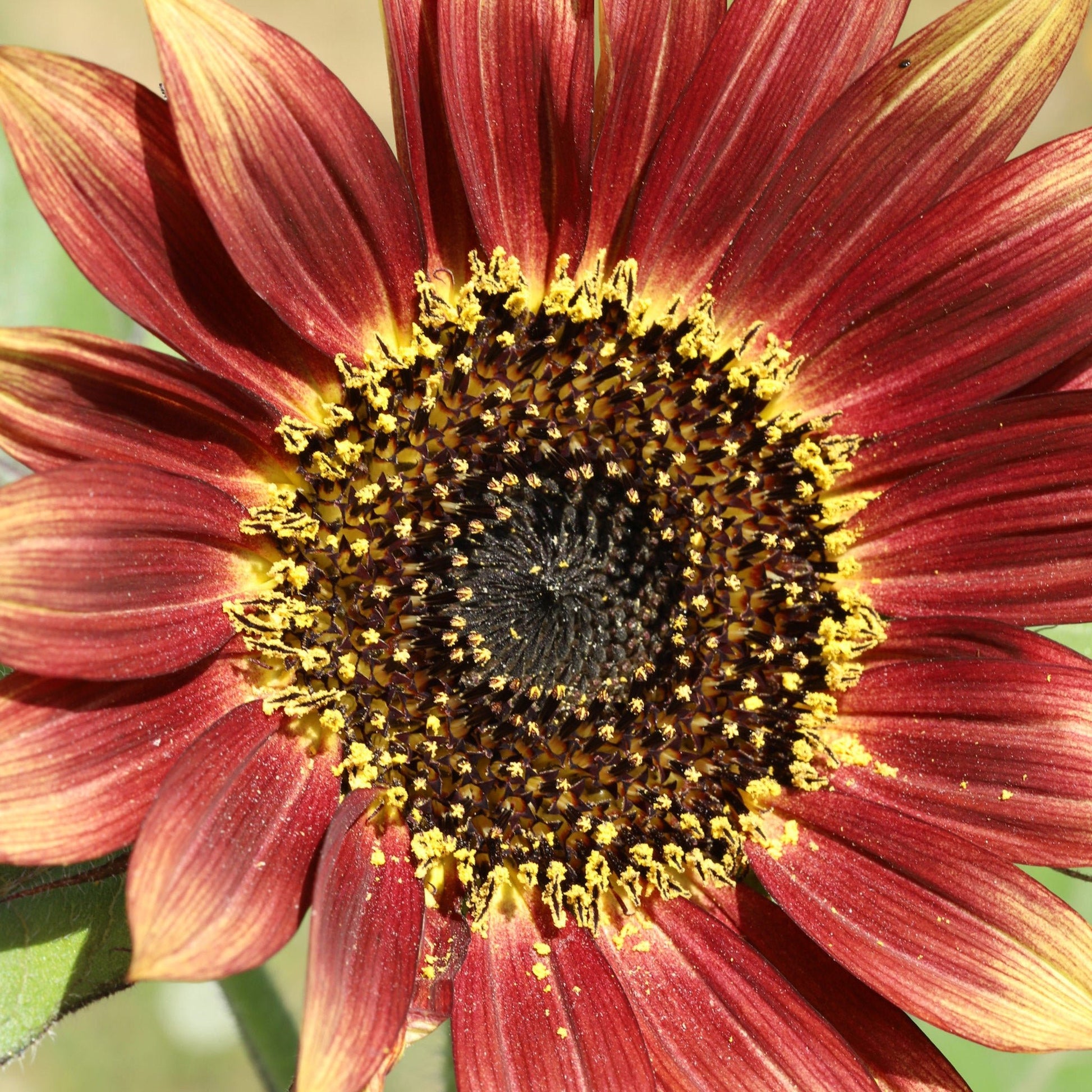 Bougie Votive Fleurie – Pétales de Tournesol - MAISON SEJOUR - La Maison MilanaiseVOTIVETOURNESOL