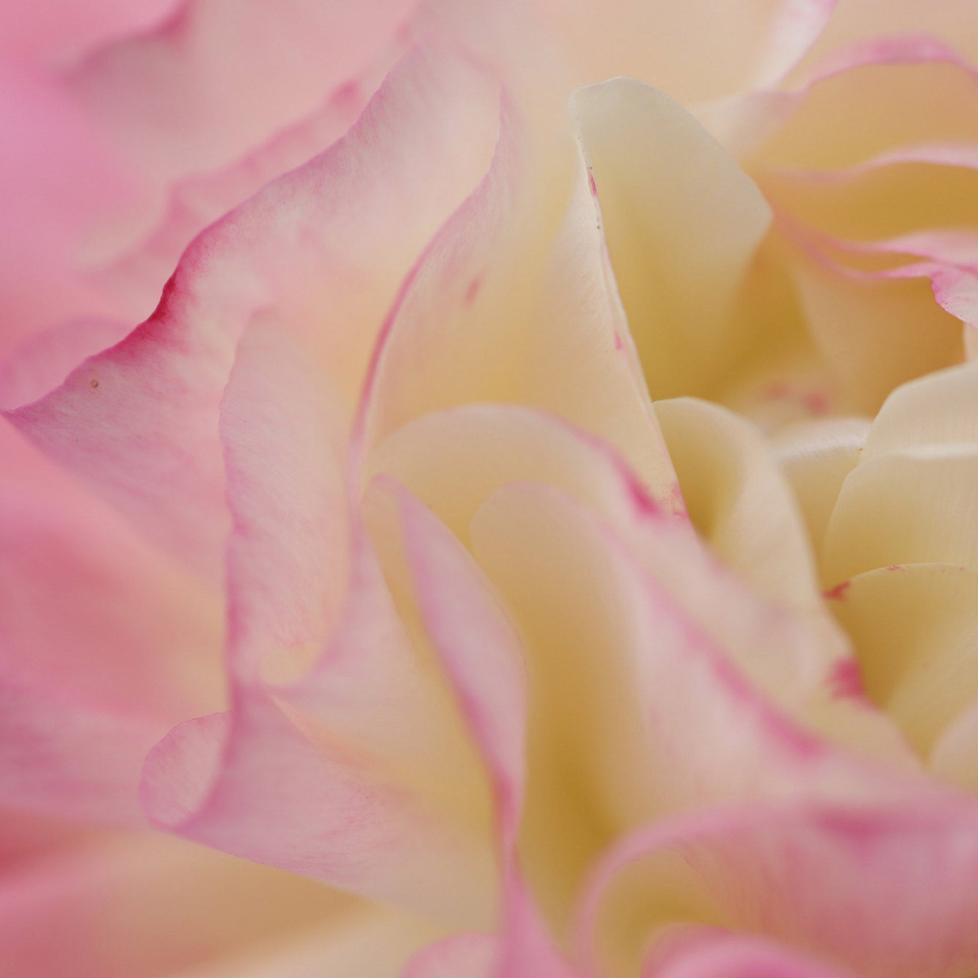 Bougie Votive Fleurie – Rose du Séjour - MAISON SEJOUR - La Maison MilanaiseVOTIVEROSE